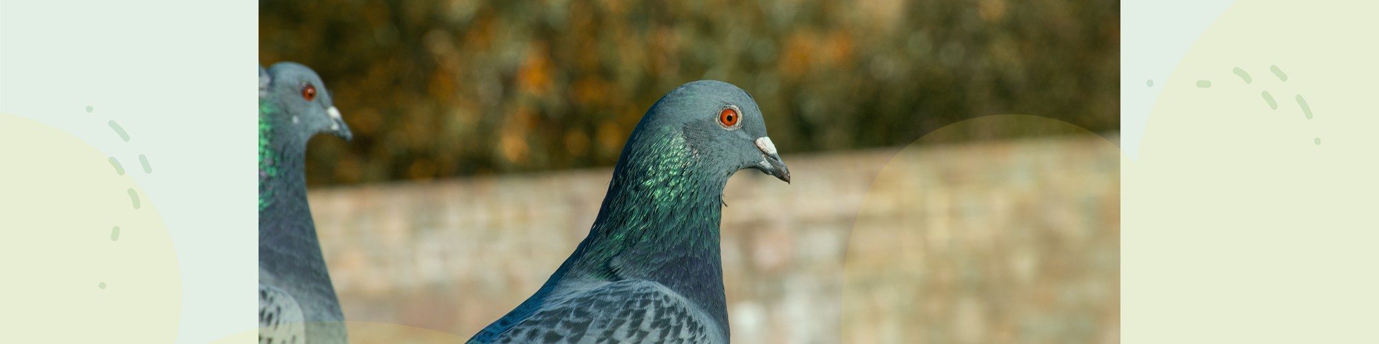 header-duif.jpg