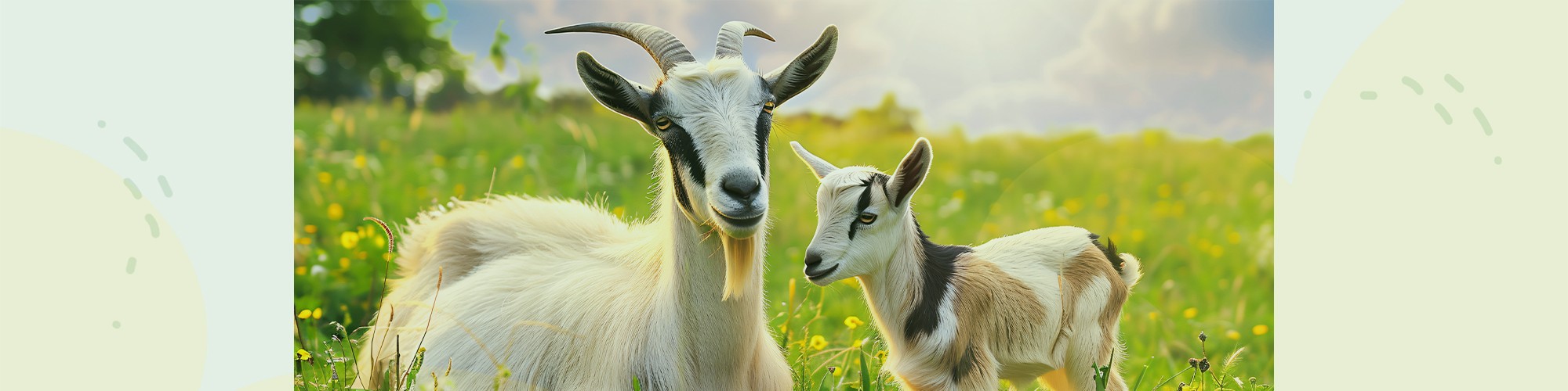 header-geit.jpg
