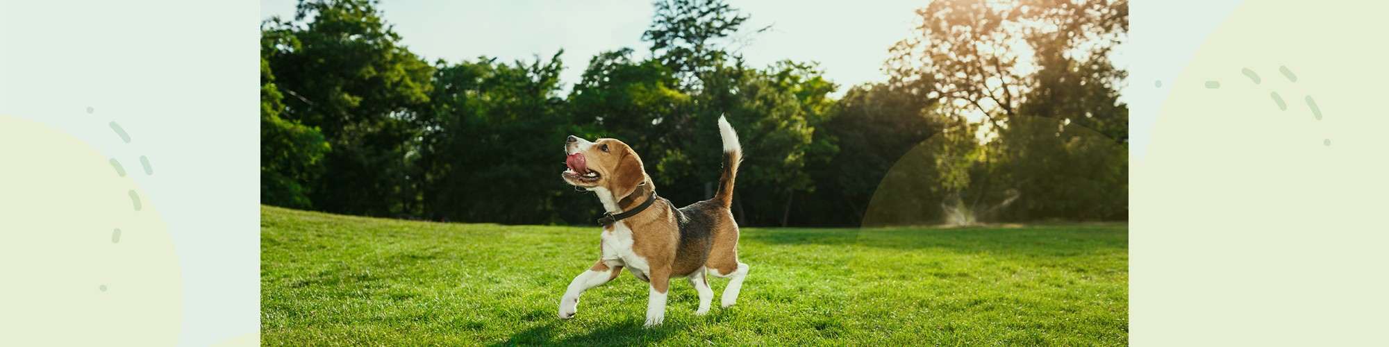 header-hond.jpg