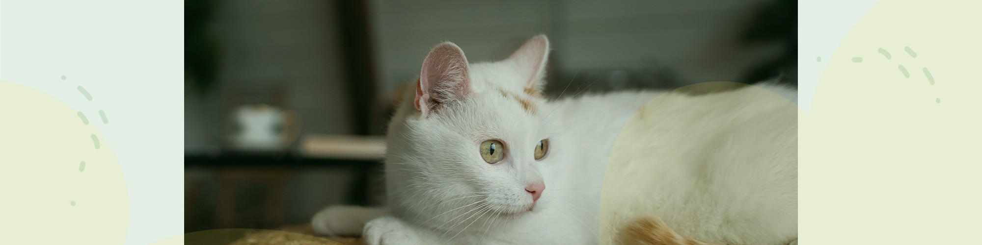 header-kat.jpg