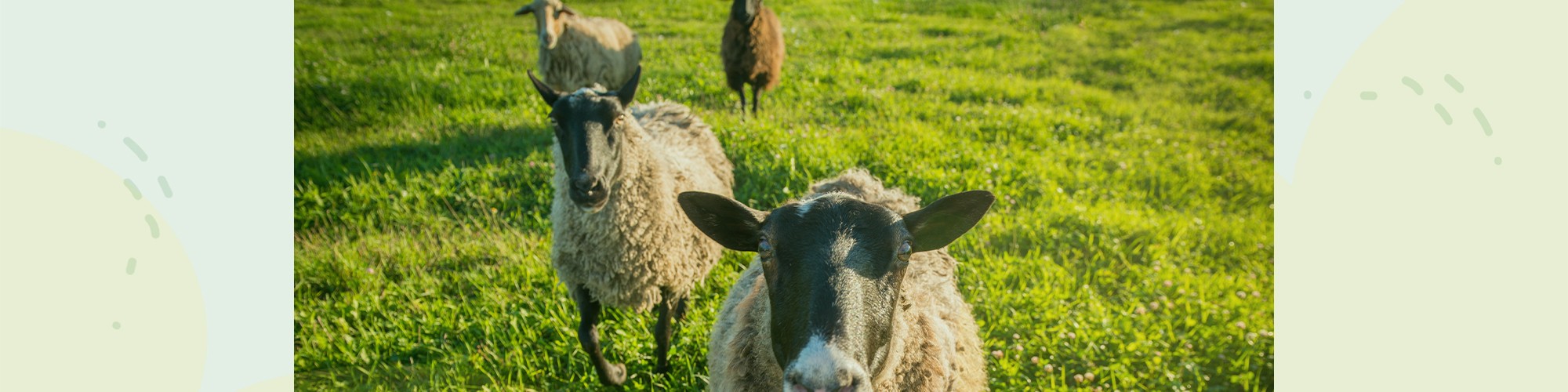 header-schaap.jpg