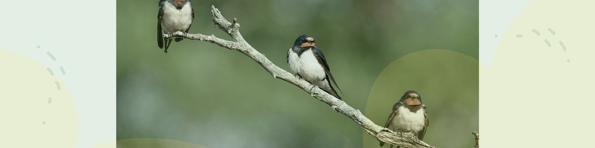 header-vogel.jpg